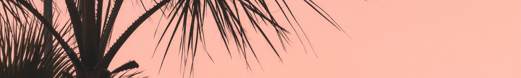 polina-kuzovkova-nO-fjHqeups-unsplash.png